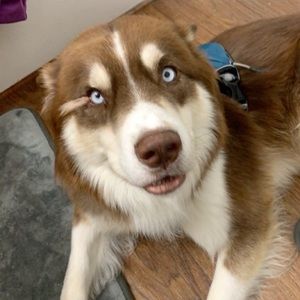 Meet your Posher, Kali